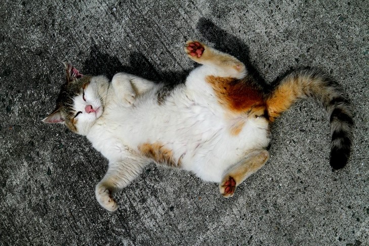 （Ｃ）芳澤ルミ子