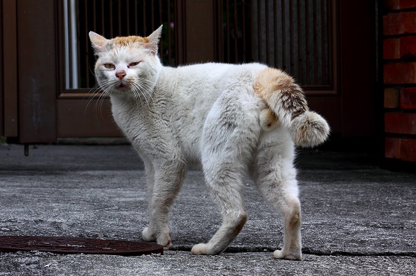 （Ｃ）芳澤ルミ子