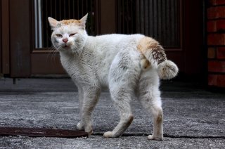 汚れた毛並みは男の勲章 超貴重なワイルド三毛“にゃんたま”