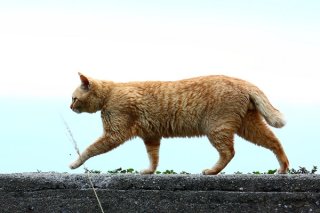 急ぎ足の隙間から…チラリズム“にゃんたま”は魅力たっぷり