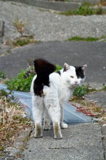 父譲りの哲学“にゃんたま”を持つ「オペラ座」のクールな視線