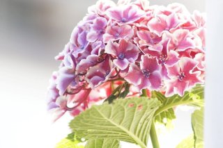 紫陽花は憂うつな気分を吸い取る…嫁が義母に贈った意味は?