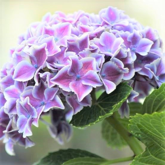 （写真：aribaba）