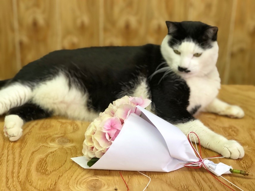 （写真：aribaba）