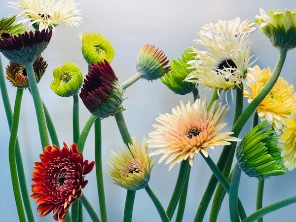 （写真：aribaba）