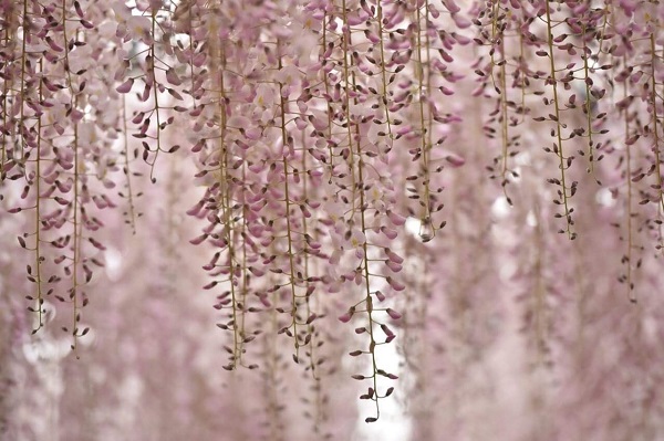 （写真：aribaba）