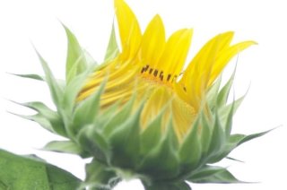 花の蕾が秘めるエネルギー 恋愛運UPには暖色系を北に飾って