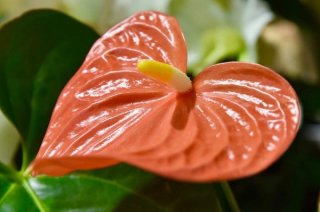 ハート型で可愛い…アンスリウムは恋愛を具現化したような花