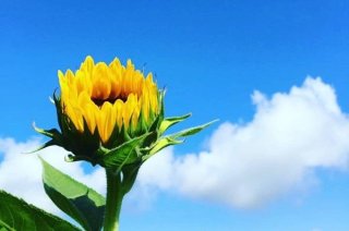 金運に効く最強の花とは? いつの世もそれがキニナルの巻