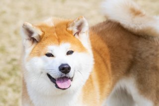 純白自慢 2019.6.23(日)