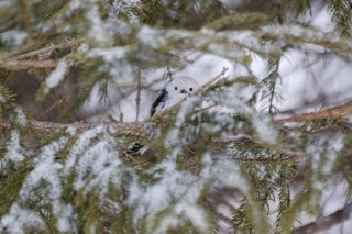 雪バージョン 2019.6.27(木)