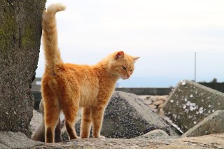 妄想がバレた? スッと姿を消したクールな“にゃんたま”君