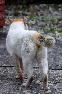 男は黙って背中で語る…大吉“にゃんたま”の後ろ姿に惚れ惚れ