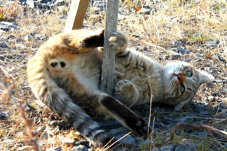 （Ｃ）芳澤ルミ子