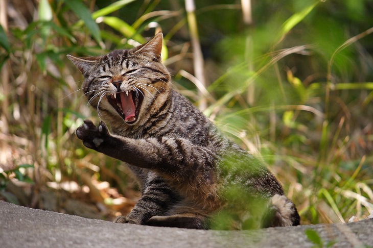 （Ｃ）コクハク