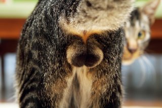 ここから始まった…表紙を飾ったプリモフ“にゃんたま”で開運