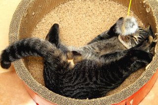 無防備ショット♪ 遠い猫の島で“にゃんたま”の神様と出会う