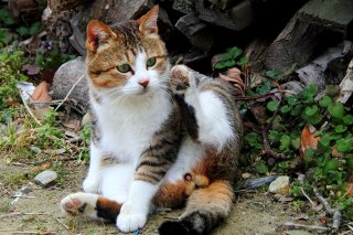 チラッとアップの問題作 “にゃんたま”がツキを運んできた？