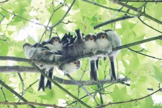 何匹? 2019.6.30(日)