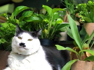 観葉植物で福を呼ぶ パキラは成功と発展もたらず“奇跡の木”