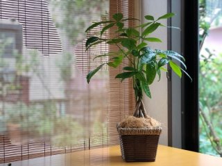 観葉植物は自然界のパワーを詰め込んだ奇跡の１鉢（写真:斑目茂美）