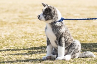もふもふ 2019.7.17（水）