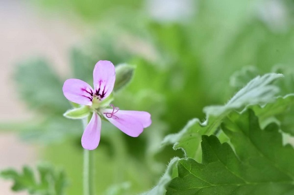 生命力が旺盛なハーブ（写真:aribaba）