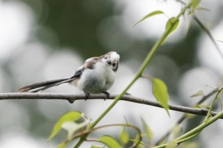 いよいよ 2019.7.21（日）
