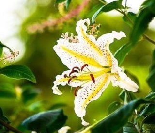 純潔と恋愛の花「ユリ」でフェロモン漂うイケてる女性に！