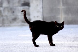 夕陽で赤く輝いて…黒猫“にゃんたま”は美しい絵のようだった