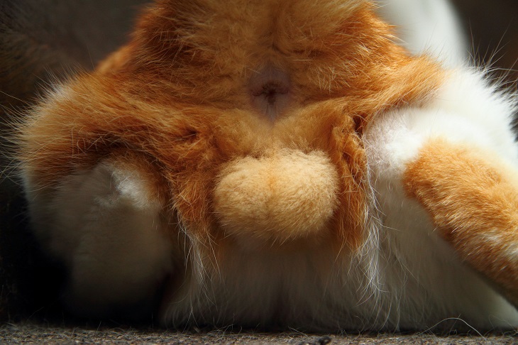 （Ｃ）芳澤ルミ子