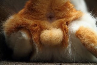 産毛のような初々しさ…もうすぐ去勢する“にゃんたま”の刹那