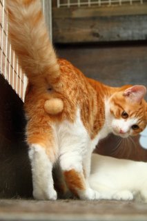 去勢手術は3日後…にゃんたま記念撮影でモフモフとお別れ