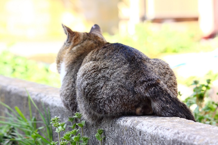 （Ｃ）芳澤ルミ子