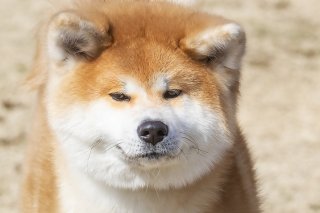 ろーわんこ 2019.8.4(日)