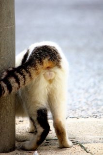 愛しいあの子を待ち伏せ…気品あふれる白い“にゃんたま”王子