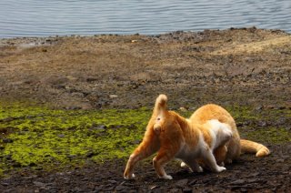 やっと会えたね♪ 水辺でデートを楽しむ幸せ“にゃんたま”