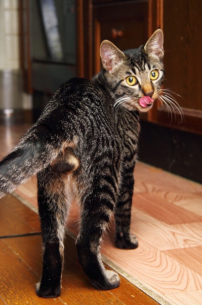 （Ｃ）芳澤ルミ子