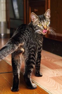 「大盛りくださーい！」食べ盛りのおねだり“にゃんたま”