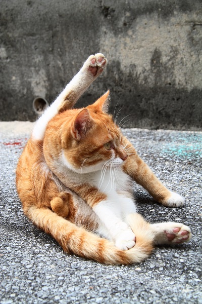 （Ｃ）芳澤ルミ子