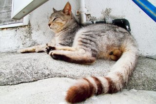 子供たちにも動じない…“にゃんたま”様の器の大きさに感動！