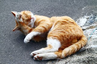 絶妙なポロリ感…ひょうきん茶トラの“にゃんたま”をパチリ