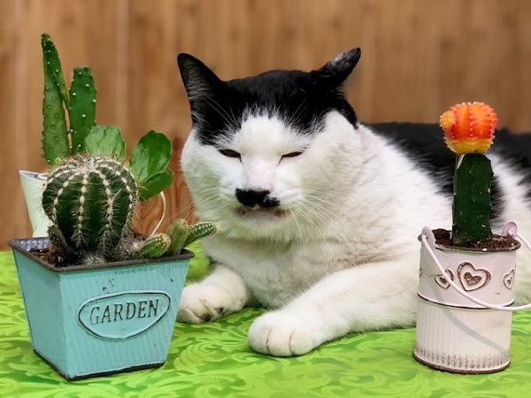 サボテンパワーで仕事の効率もアップ？（写真:斑目茂美）