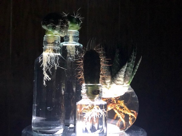 幻想的なサボテンの水耕栽培（写真:斑目茂美）