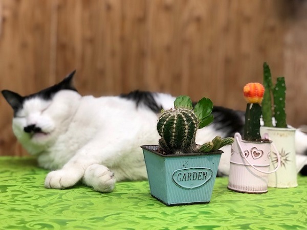 サボテンが電磁波を食べる？（写真:斑目茂美）