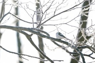 日出ずる鳥 2019.8.20(火)