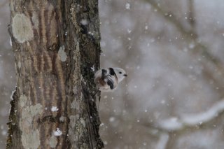 しょしょ 2019.8.23(金)