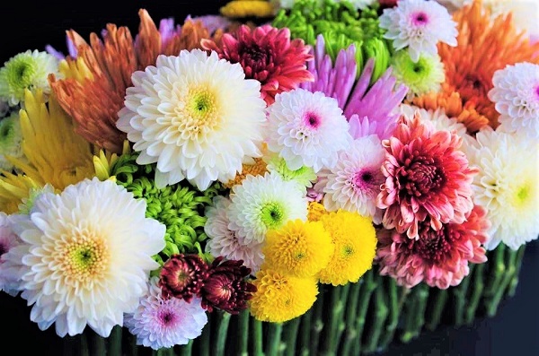 高貴な威厳さを持った菊の花（写真:OPTIMUM 藤目健太）