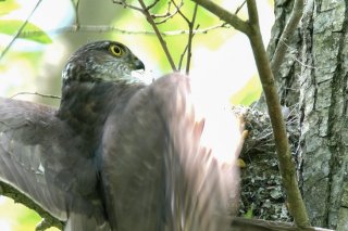 ピーーーンチ 2019.9.1(日)