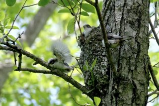 成鳥への一歩 2019.9.7(土)